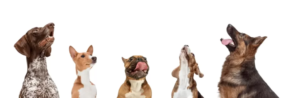 Dog Poop Removal Service Raleigh NC - K9 Dootie