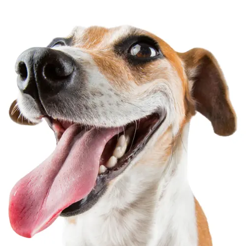 Dog Waste Removal Business Raleigh NC - K9 Dootie
