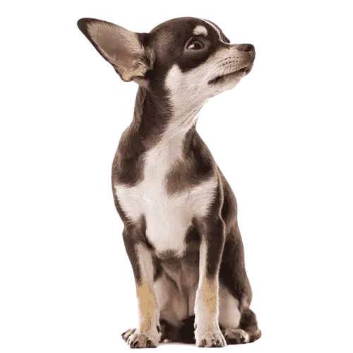 Dog_Poop_Removal_Business_Raleigh_NC_-_K9_Dootie