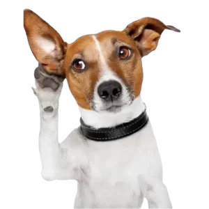 Dog_Poop_Removal_Raleigh_NC_-_K9_Dootie